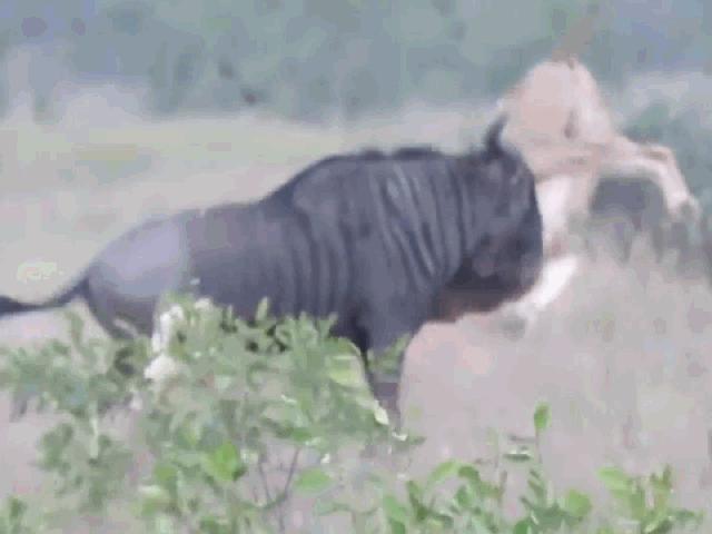 Media - Cận kề cái chết, linh dương vẫn vùng dậy húc thủng bụng sư tử