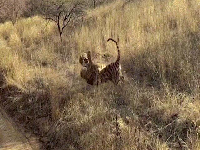 Phi thường - kỳ quặc - Hổ con giành đất của hổ mẹ và bài học nhớ đời cho kẻ "bất hiếu"