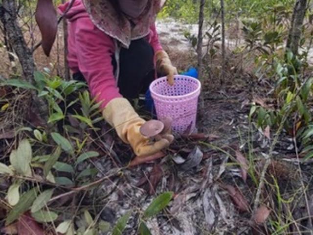 Thị trường - Tiêu dùng - Những thứ "tự chui" dưới đất lên ở Việt Nam, năm nào cũng có tiền triệu mà không cần chăm