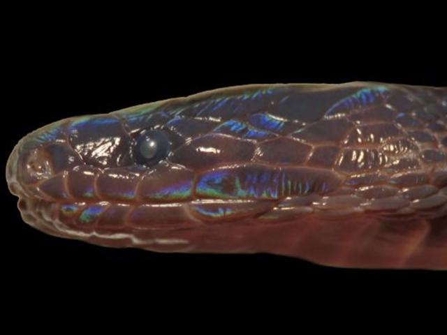 Phi thường - kỳ quặc - Rắn cực hiếm có vảy lấp lánh kỳ lạ của Việt Nam khiến báo Mỹ trầm trồ