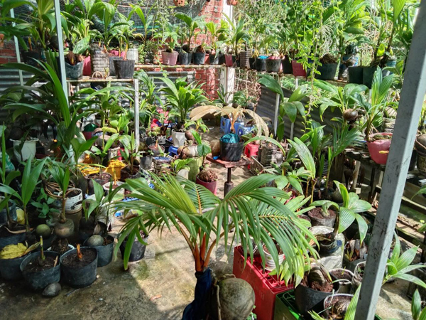 Khu trưng bày các cây dừa bonsai mà anh Trọng Nghĩa làm ra.