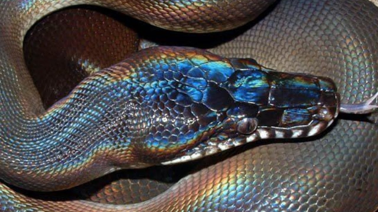 Loài rắn kỳ lạ có vảy sáng lấp lánh được phát hiện ở Việt Nam (ảnh: CNN)