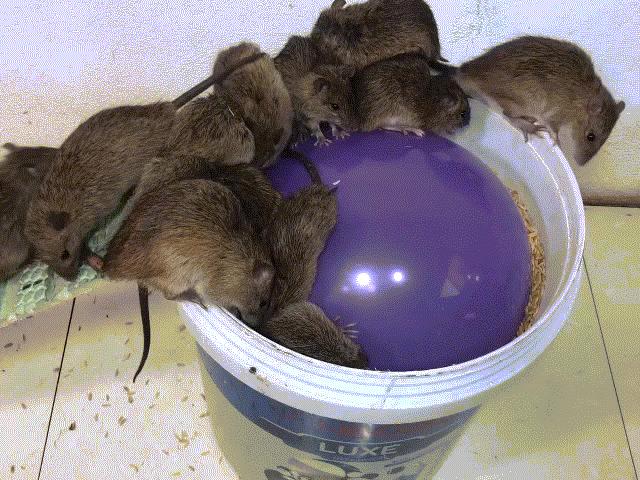 Media - Bẫy đàn chuột bằng bóng bay và hiệu quả đáng kinh ngạc