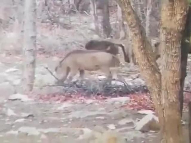 Media - Từ bỏ thân phận con mồi, lợn bướu "vùng dậy" húc toạc bụng khỉ đầu chó ăn thịt