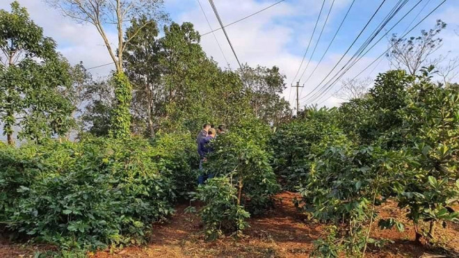 Hung khí gây án mạng được vứt trong một vườn cà phê ở thôn Tân Vĩnh (Ảnh: CTV)