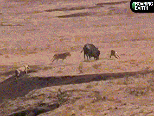 Video: Bị đàn sư tử bao vây tứ phía, mẹ con trâu rừng vẫn thoát chết một cách thần kỳ