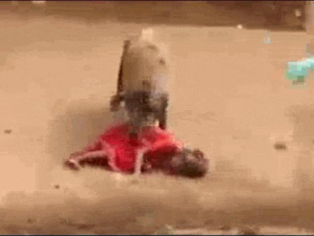 Media - Người phụ nữ bị lợn húc ngã rồi cắn xé điên cuồng trên phố