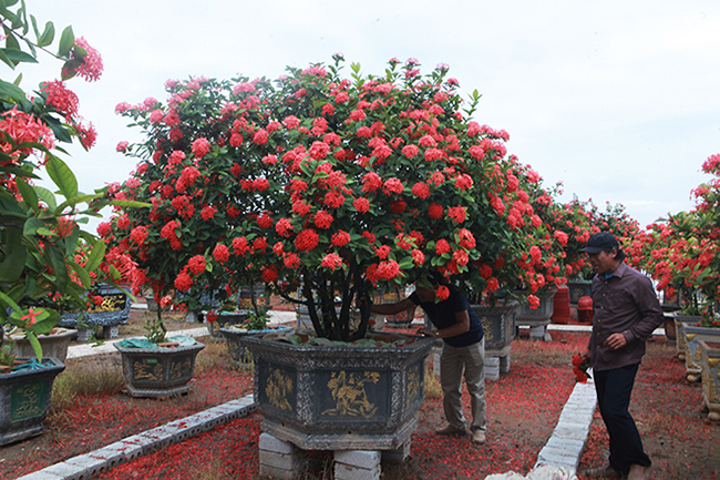 Hoa mẫu đơn Việt Nam là biểu tượng văn hoá của đất nước và là loài hoa thân thuộc trong trái tim của mọi người Việt Nam. Hãy xem hình ảnh của chúng để cảm nhận sự tinh tế và thanh thoát của loại hoa này.