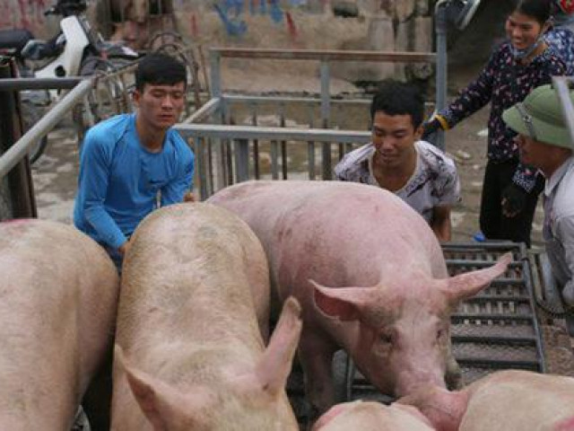 Thị trường - Tiêu dùng - Giá lợn hơi “phi mã”, sẽ chạm ngưỡng 80.000 đồng/kg dịp cận Tết Nguyên đán?