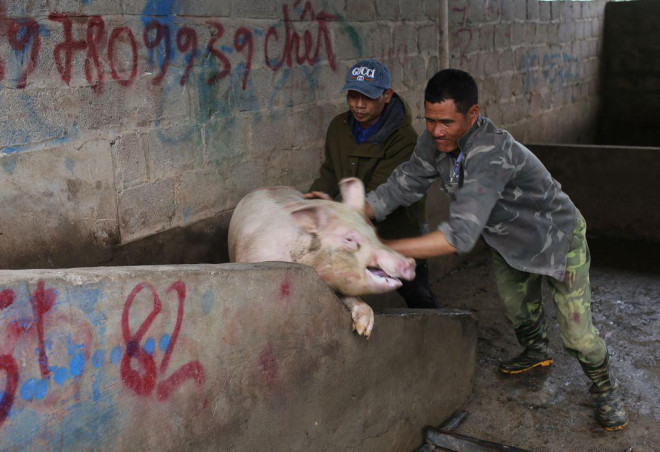 Giá lợn hơi tại khu vực xã Bối Cầu, huyện Bình Lục, tỉnh Hà Nam đang dao động từ 65.000 - 68.000 đồng/kg. Ảnh: Bảo Loan