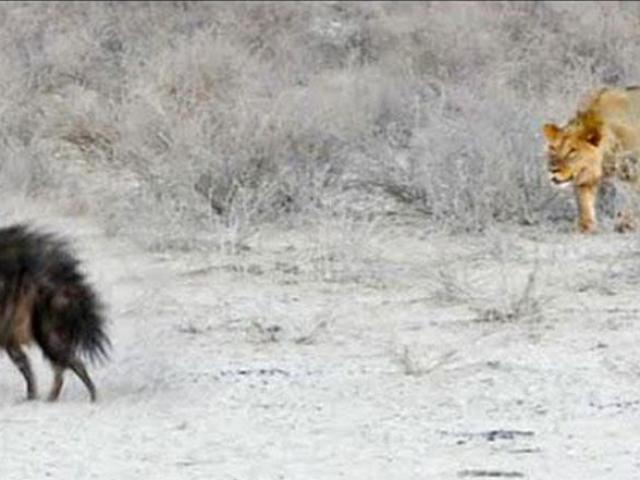 Media - Lạc vào "lãnh địa cấm", linh cẩu bị sư tử truy sát, kết liễu