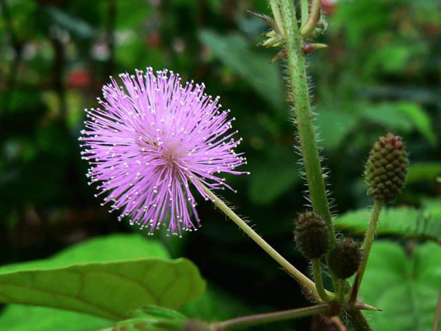 Sức khỏe đời sống - Loại cỏ dại mọc khắp nơi, chỉ khẽ động là "xấu hổ" có tác dụng chữa bệnh thần kỳ