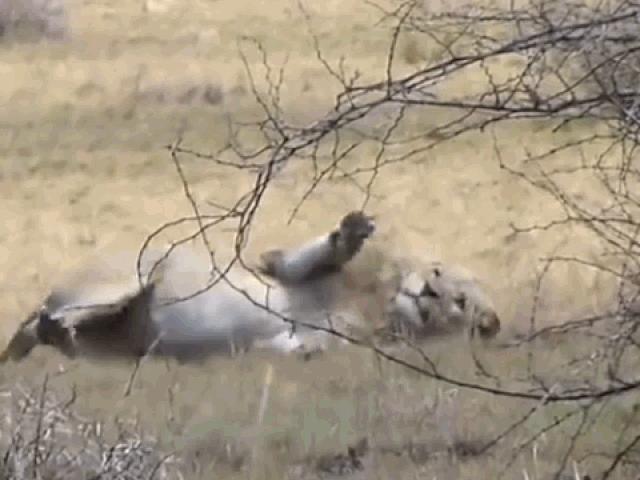 Media - Sư tử co giật, giãy đành đạch sau màn săn linh dương bất thành