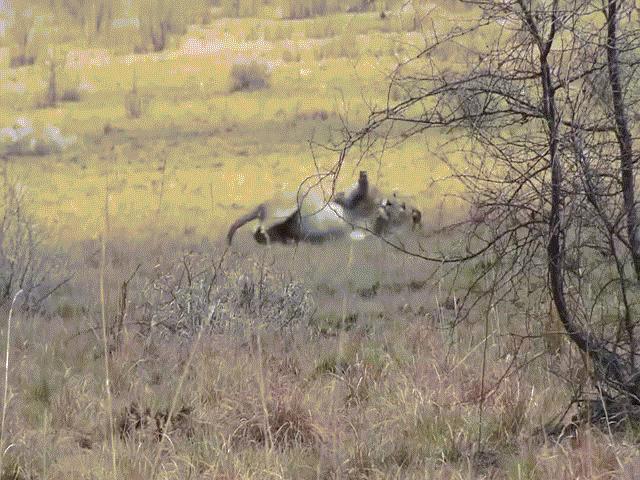 Phi thường - kỳ quặc - Video: Đang săn linh dương, sư tử bất ngờ co giật, giãy đành đạch sau vài giây