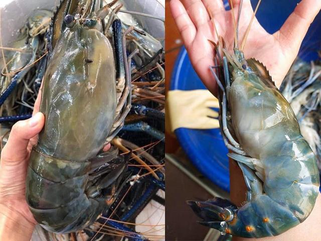 Thị trường - Tiêu dùng - Tôm càng xanh “siêu to khổng lồ” chỉ 350.000 đồng/kg, khách gọi “cháy máy” đặt mua