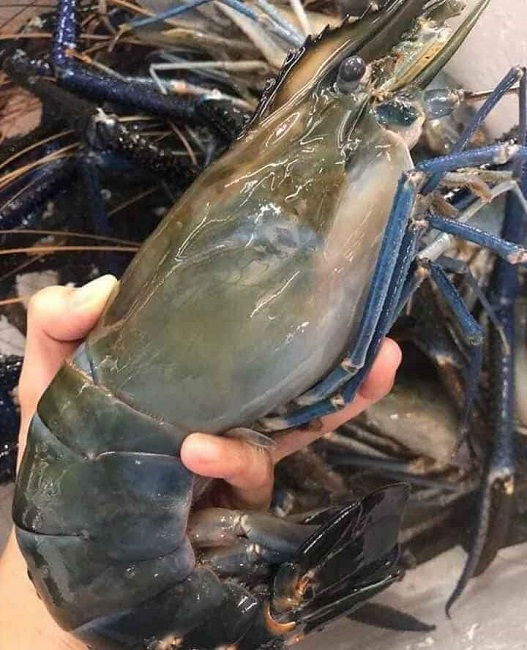 Con tôm xàng xanh to ngang ngửa tôm hùm nhưng có giá chỉ từ 350.000 đồng/kg.