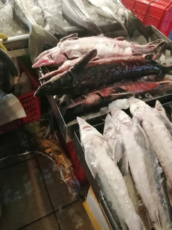 Nhiều hồ nuôi ở Việt Nam bỏ hoang, nông dân khốn đốn vì cá tầm Trung Quốc giá rẻ phủ khắp thị trường - 3