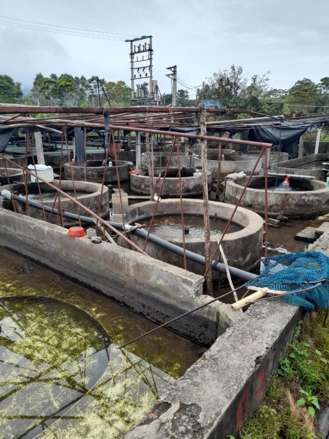 Không thể cạnh tranh với cá tầm Trung Quốc giá rẻ, nhiều hồ nuôi chấp nhận bỏ hoang, dừng kinh doanh.