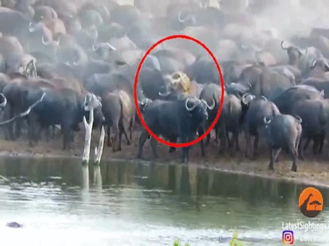 Phi thường - kỳ quặc - Video: Đi lạc đúng vào "địa bàn" của trâu rừng, sư tử cái nhận cái kết sốc
