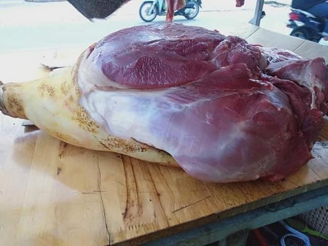 Thị trường - Tiêu dùng - Trai trẻ 9x mang "lợn lạ" về quê nuôi, kiếm vài trăm triệu mỗi năm