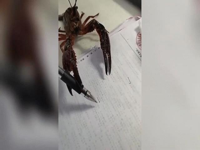 Phi thường - kỳ quặc - Video: Tôm hùm đất "cầm bút" viết số và sự thật khiến người xem cười sặc sụa