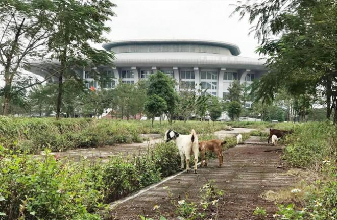 Đàn dê được chăn thả trong khuôn viên Nhà thi đấu thể dục thể thao tỉnh Hà Nam 