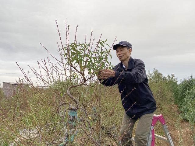 Nông dân trồng đào Nhật Tân chi tiền triệu thuê người tuốt lá đào, tất bật chuẩn bị vụ Tết