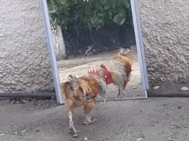 Media - Gà trống "kiệt sức" vì đánh nhau với chính bản sao trong gương