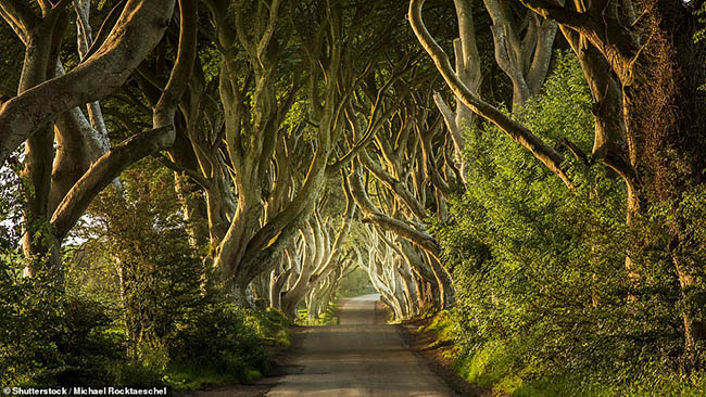 1.The Dark Hedges

Nằm ở County Antrim, con đường yên tĩnh và biệt lập này được bao quanh bởi những cây sồi già, khiến người xem có cảm giác như trong một cuốn truyện cổ tích nào đó.
