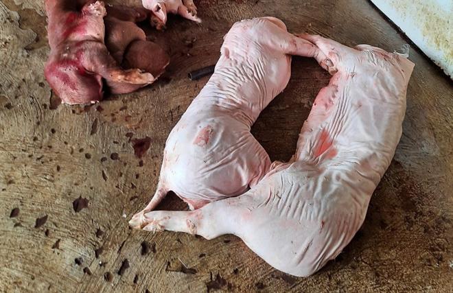 Số thịt lợn thối đã giết mổ bị phát hiện.
