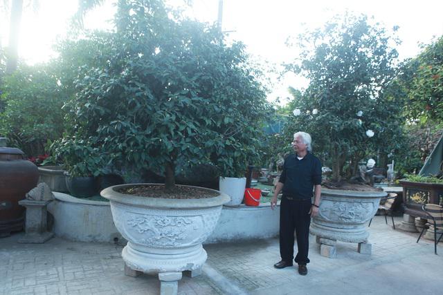 Nhiều cây trà cổ trong vườn cây cảnh của ông Tình. Ảnh: Dân Trí.