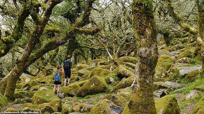 8. Wistman’s Wood

Những tảng đá granit cổ xưa ngập trong rêu và được bao quanh bởi những cây cổ thụ sẽ mang tới cho du khách một cảm giác rất phấn khích.
