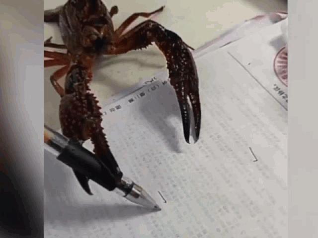 Media - Tôm hùm "tự cầm bút" viết số và sự thật phía sau gây ngỡ ngàng