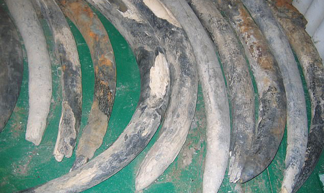 Những chiếc ngà voi được tìm thấy trên con tàu đắm cho thấy sự thay đổi khủng khiếp lên một giống loài mà con người đã gây nên - Ảnh: BẢO TÀNG QUỐC GIA NAMIBIA