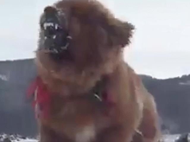 Thế giới - NÓNG nhất tuần: Giống chó triệu USD trở thành chó hoang, trăm ngàn con đang gây họa ở TQ