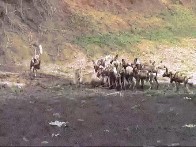 Phi thường - kỳ quặc - Video: Linh dương "chơi ngông" tấn công lại 25 con chó hoang và cái kết thảm hại