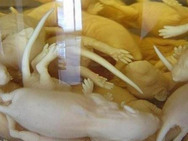 Sức khỏe đời sống - Vừa làm vừa run nhưng vẫn muốn thử rượu chuột bao tử được ca ngợi là "thần dược" của quý ông