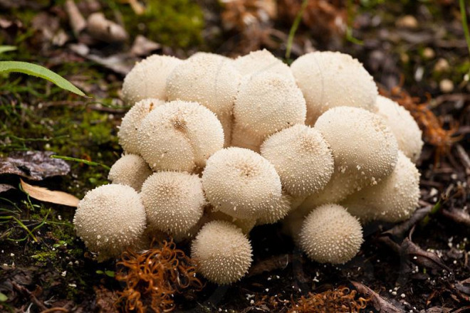 Nhìn xa tưởng nấm độc ai ngờ loại nấm trắng tròn có gai này lại là đặc sản ngon hiếm có - 1