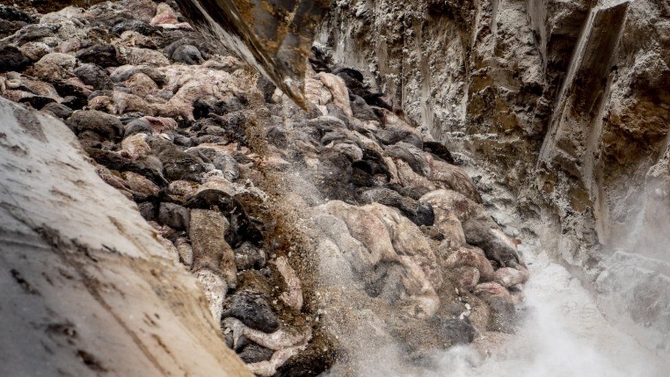 Đan Mạch là nước quyết liệt nhất trong xử lý chồn khi phát hiện các biến thể của virus SARS-CoV-2 có trên loài động vật này.&nbsp;Ảnh: BBC