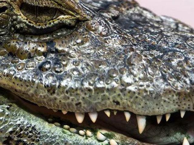 Media - Video: Ngạc nhiên cảnh cá sấu bị "nuốt trọn" bởi chim diệc xanh nhỏ bé