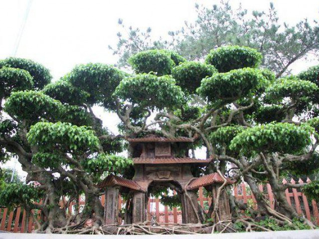 Thị trường - Tiêu dùng - Sanh cổ hình cổng làng "kỳ dị", khách trả tiền tỷ chủ nhân vẫn lắc đầu