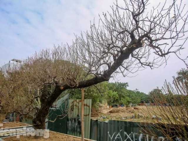 Thị trường - Tiêu dùng - Đào cổ thụ có giá thuê hàng chục triệu xuống phố sớm