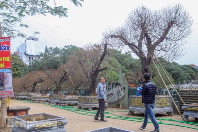 Nhiều người tiêu dùng đã đến xem và hỏi mua sớm.