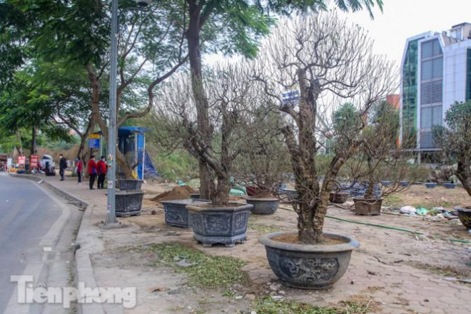 Loại đào này có gốc và thân to, sần sùi, được nhiều người Thủ đô ưa chuộng, trưng bày trong dịp Tết đến xuân về.
