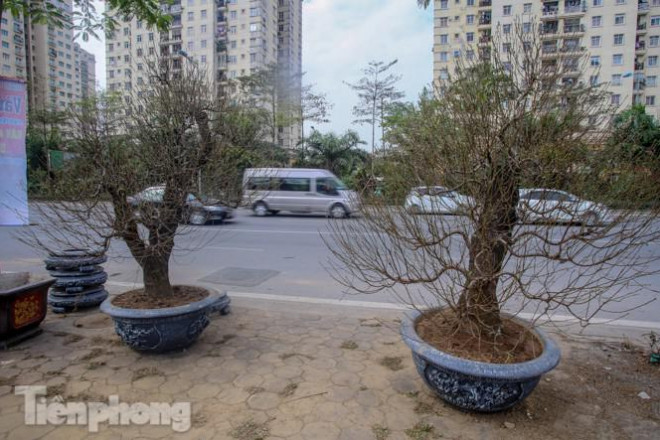 Loại đào này được cho thuê nhiều hơn là bán, giá thuê cũng cao tùy vào độ tuổi, dáng, thế và nụ hoa, dao động từ&nbsp;20-50 triệu/cây, thậm chí có cây giá thuê lên đến 70 triệu đồng.