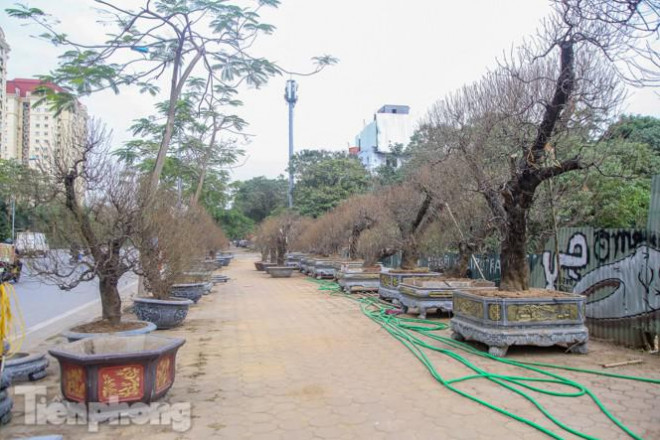 Mặc dù còn gần 2 tháng nữa mới đến Tết, hàng trăm gốc đào cổ thụ đã xuất hiện trên đường Võ Chí Công, Lạc Long Quân (quận Tây Hồ, Hà Nội).