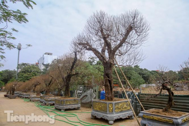 Cây đào cổ thụ cao hơn 2,5m.