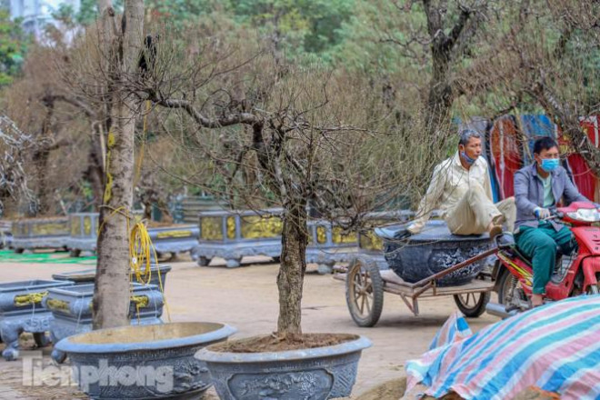 Nhiều cây với nhiều thế độc, lạ mắt, hấp dẫn.