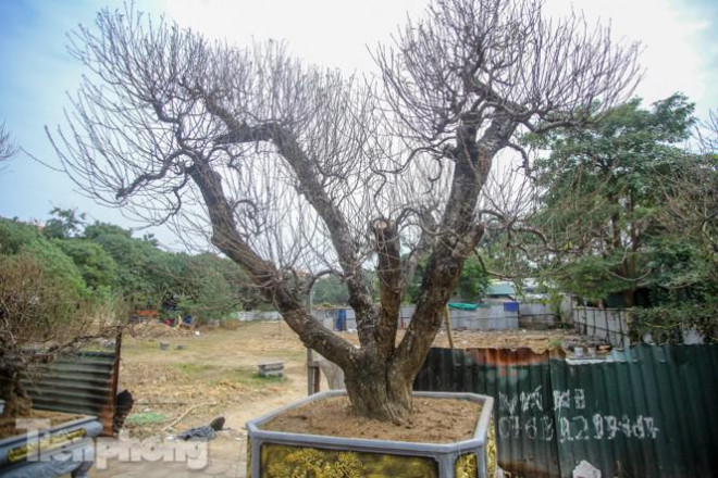  Được biết, nguồn gốc của đào này từ Lai Châu, Sơn La được các nhà vườn mang về nuôi trồng, đến độ đẹp thì mang ra mắt.