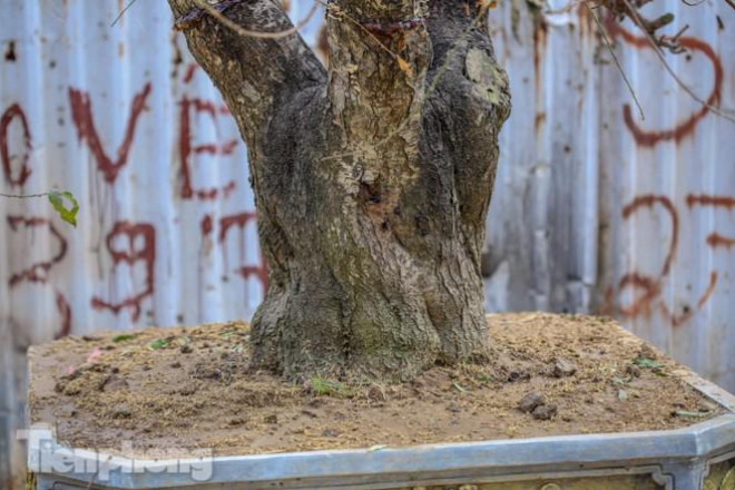 Đào cổ thụ có giá thuê hàng chục triệu xuống phố sớm - 9